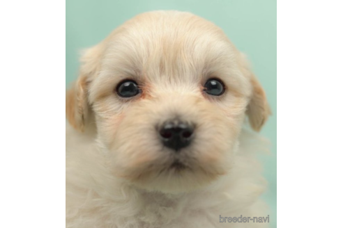 成約済の千葉県のマルプー:マルチーズ×トイプードル-222798の3枚目